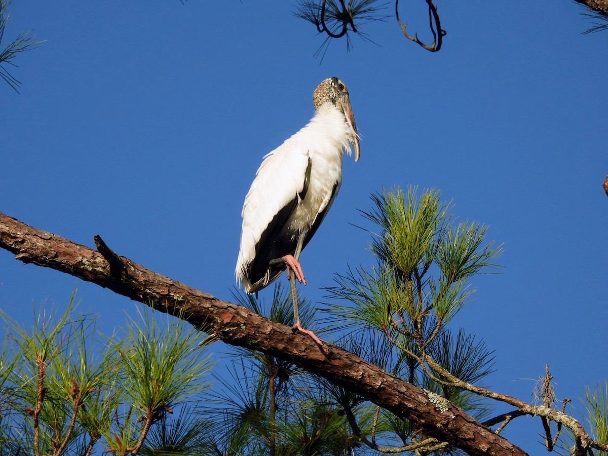 Wood Stork - ML614697623