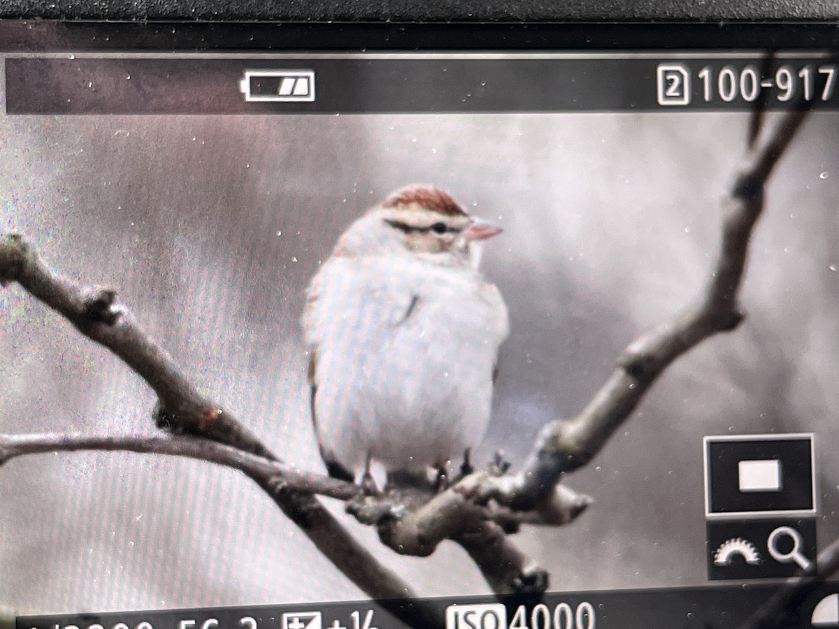 Chipping Sparrow - ML614697647