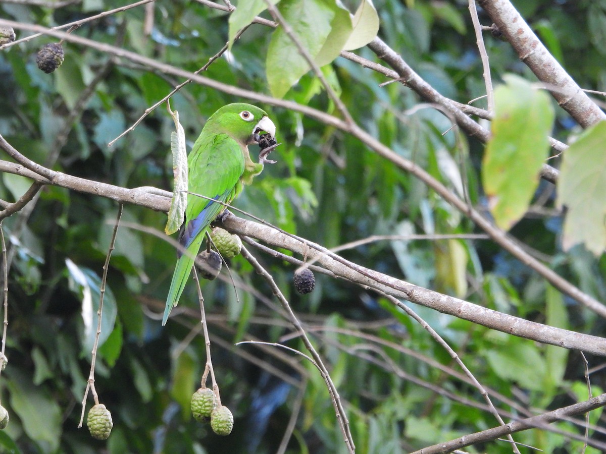 Olive-throated Parakeet (Jamaican) - ML614697656