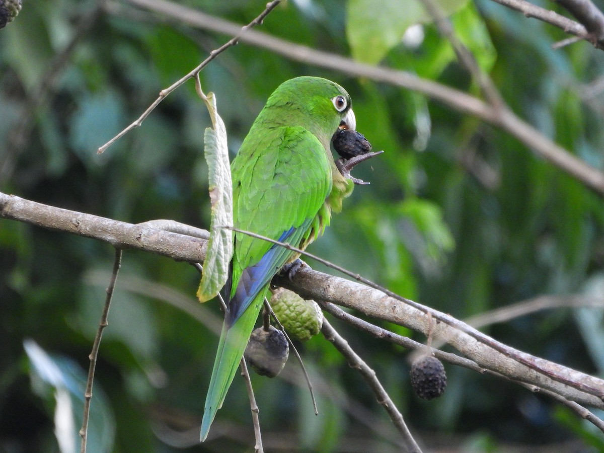 Olive-throated Parakeet (Jamaican) - ML614697657