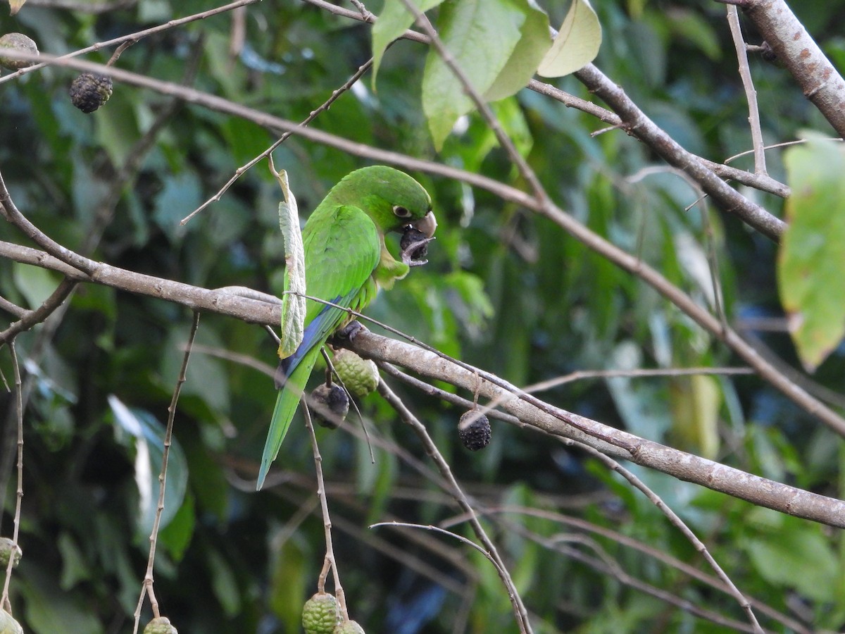 Olive-throated Parakeet (Jamaican) - ML614697660