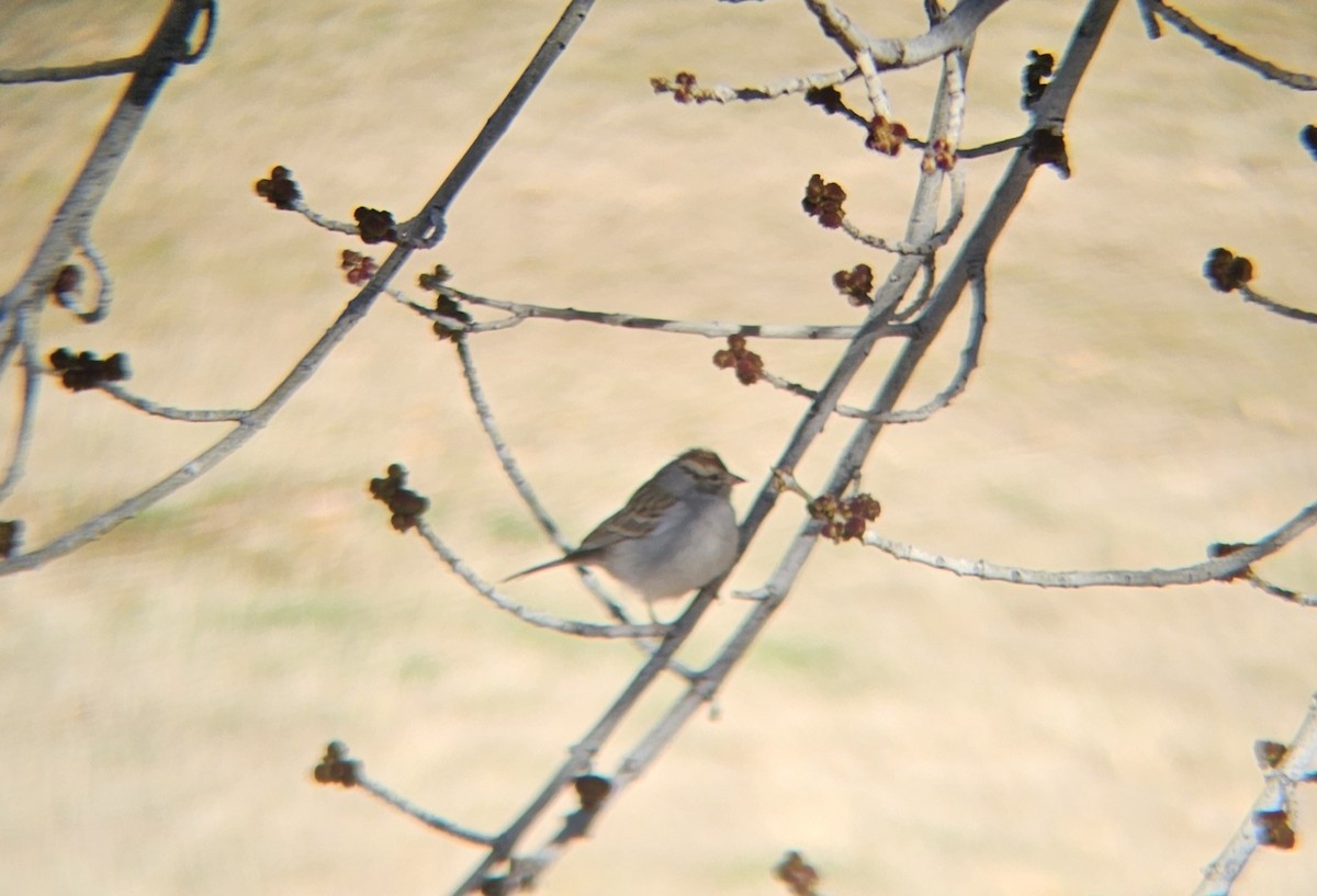 Chipping Sparrow - ML614697722