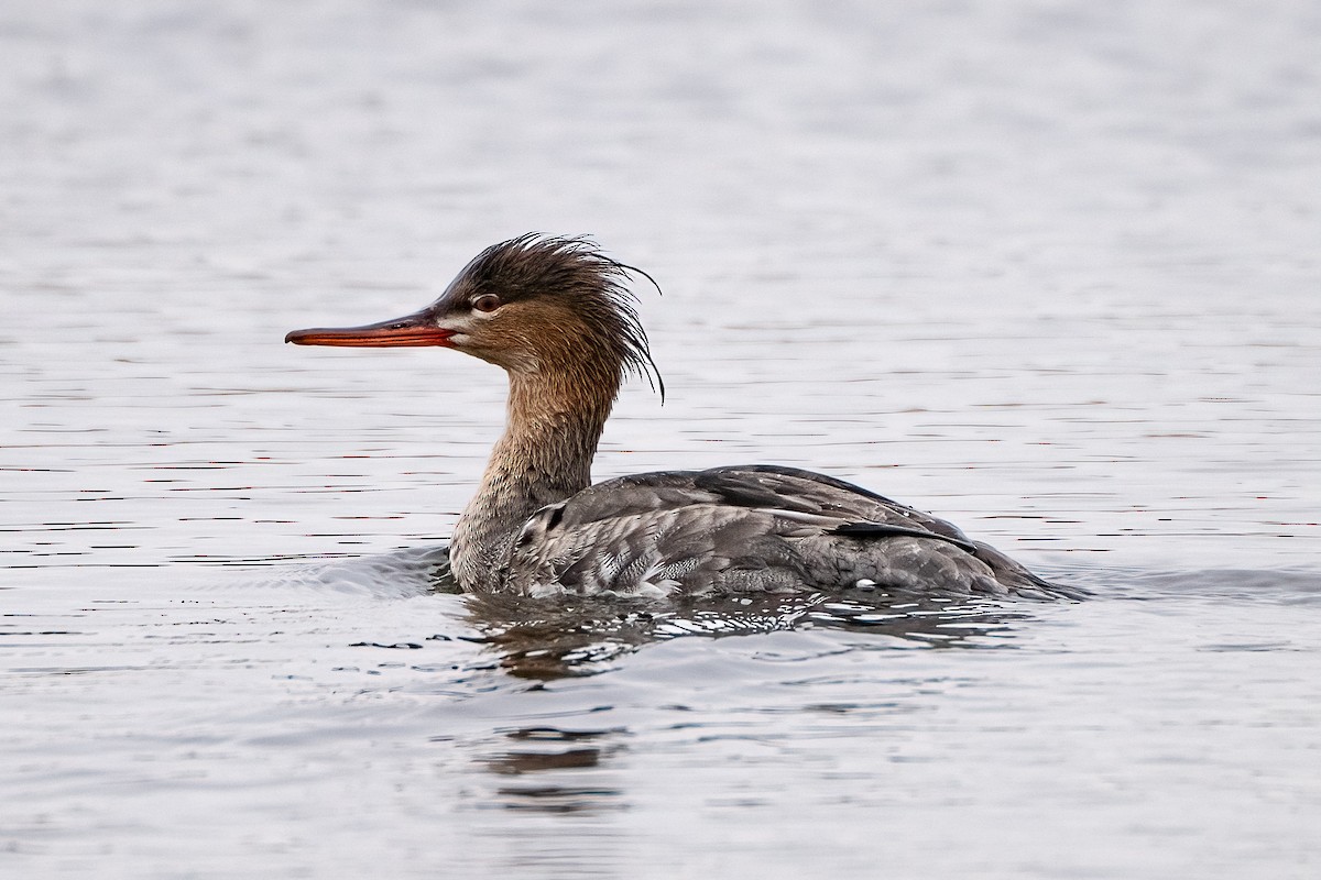 Red-breasted Merganser - Shori Velles