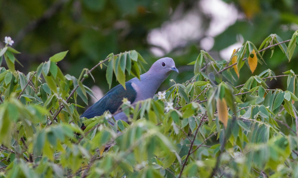 Green Imperial-Pigeon - Mészáros József