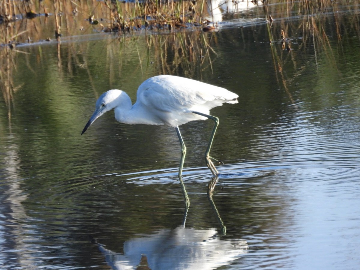 Little Blue Heron - ML614697777