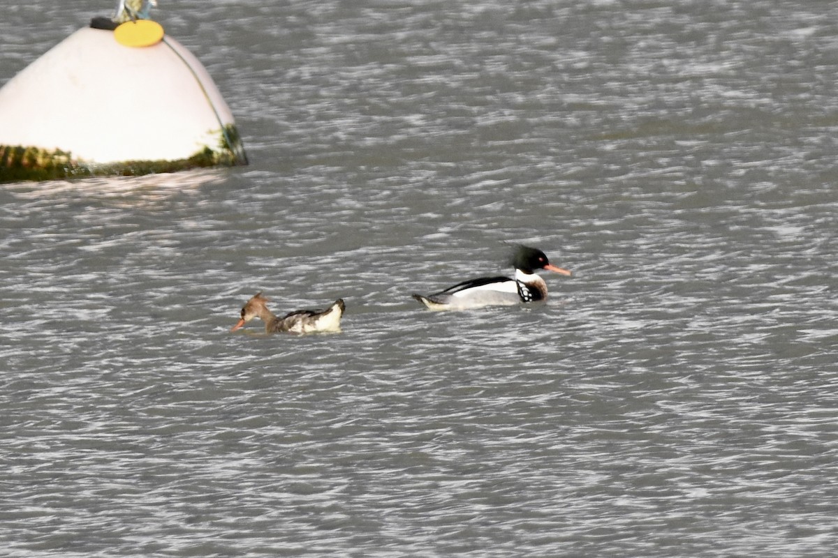 Red-breasted Merganser - ML614697791