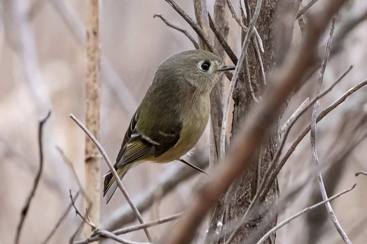 Ruby-crowned Kinglet - Shori Velles