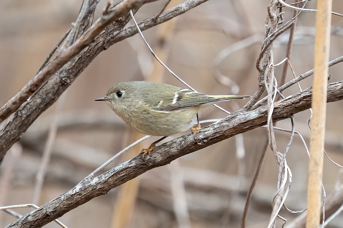 Ruby-crowned Kinglet - Shori Velles