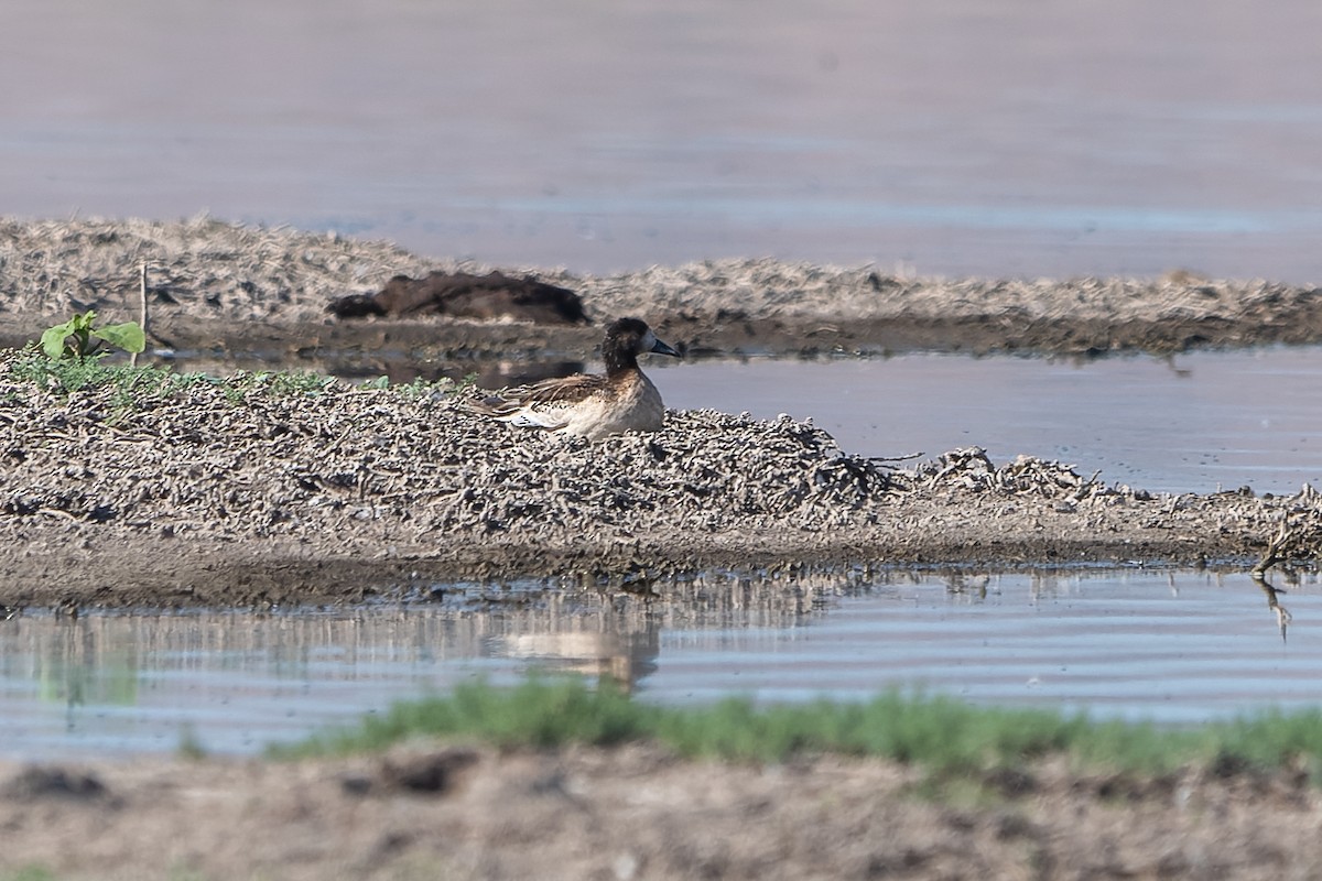 Canard de Chiloé - ML614697801