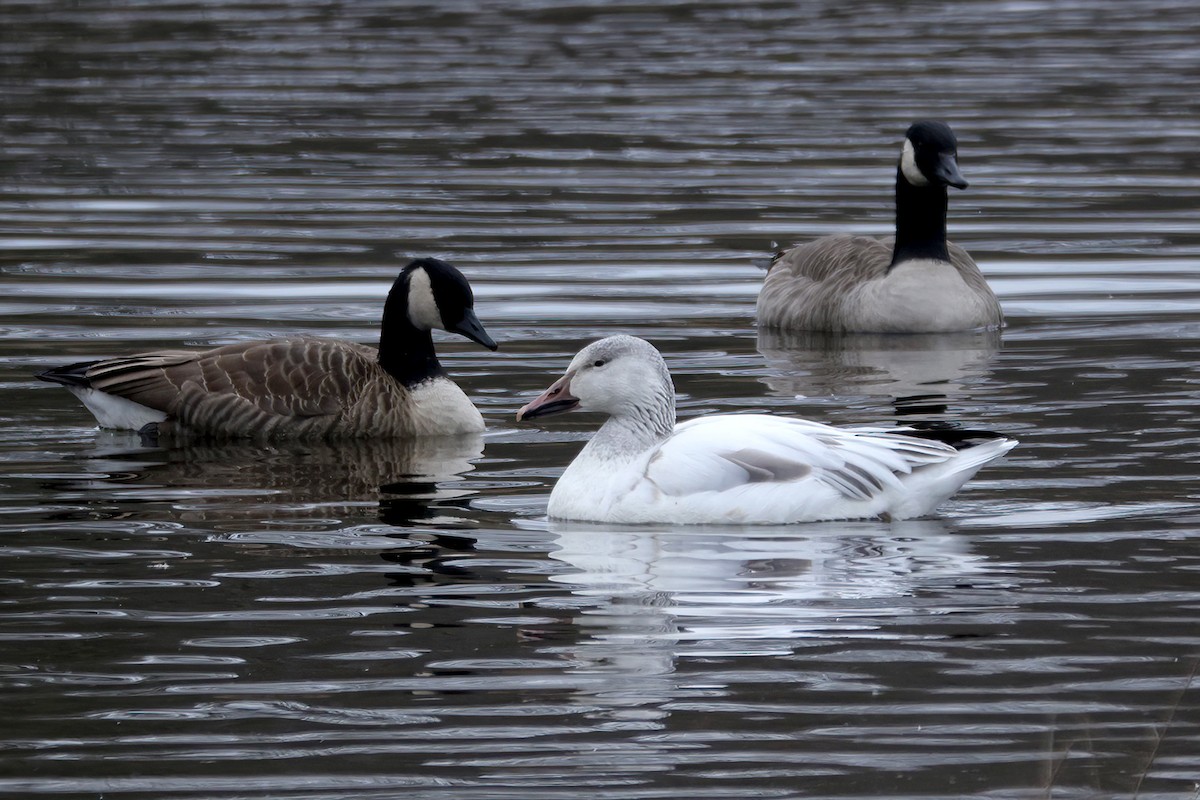 Snow Goose - ML614697836