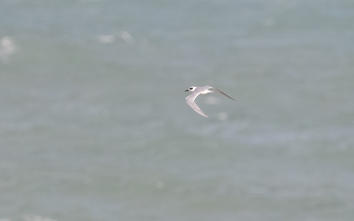 Forster's Tern - ML614697868