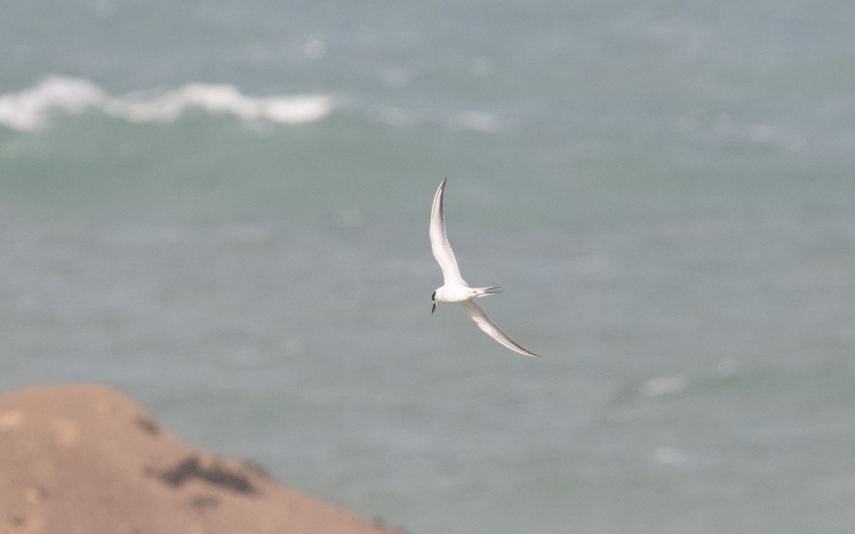 Forster's Tern - ML614697869