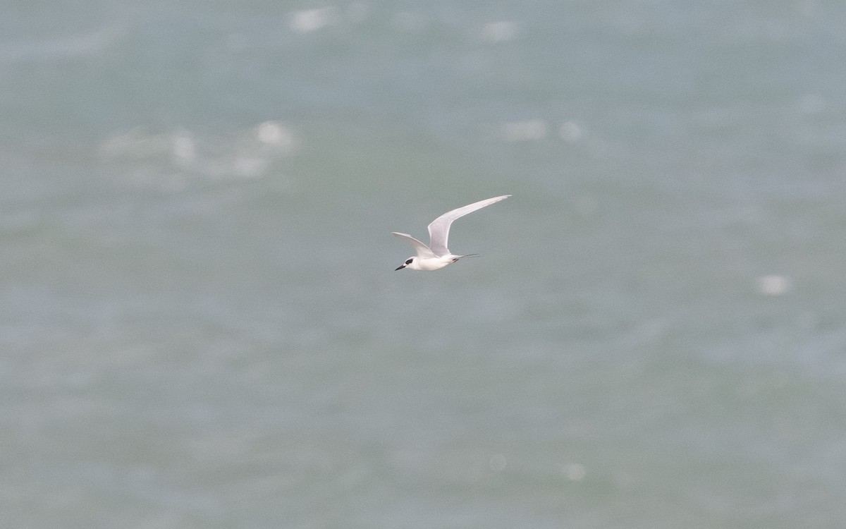 Forster's Tern - ML614697870