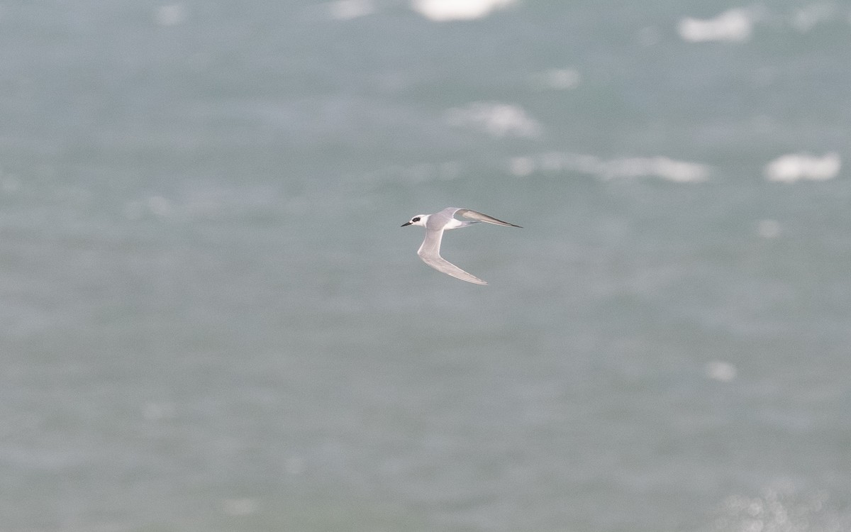 Forster's Tern - ML614697871