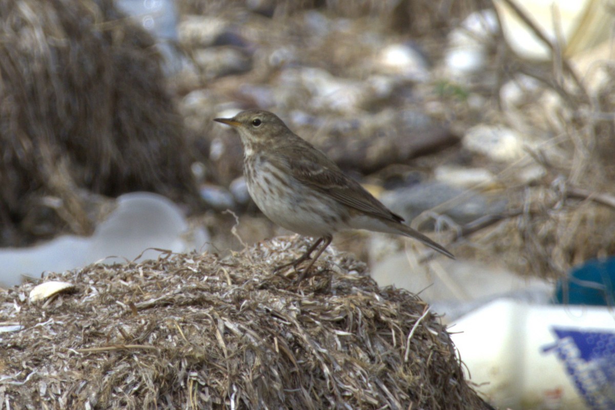 Water Pipit - ML614697887