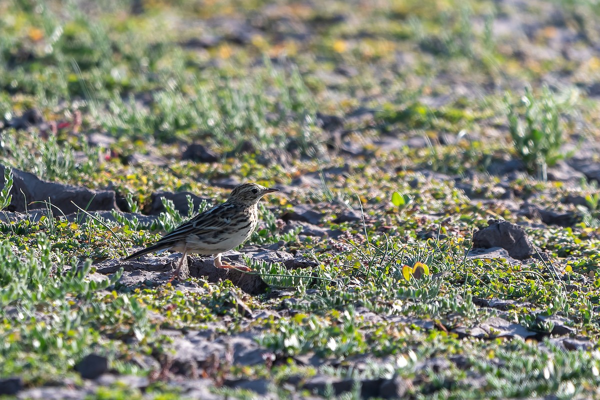 Correndera Pipit - Jorge Ugalde