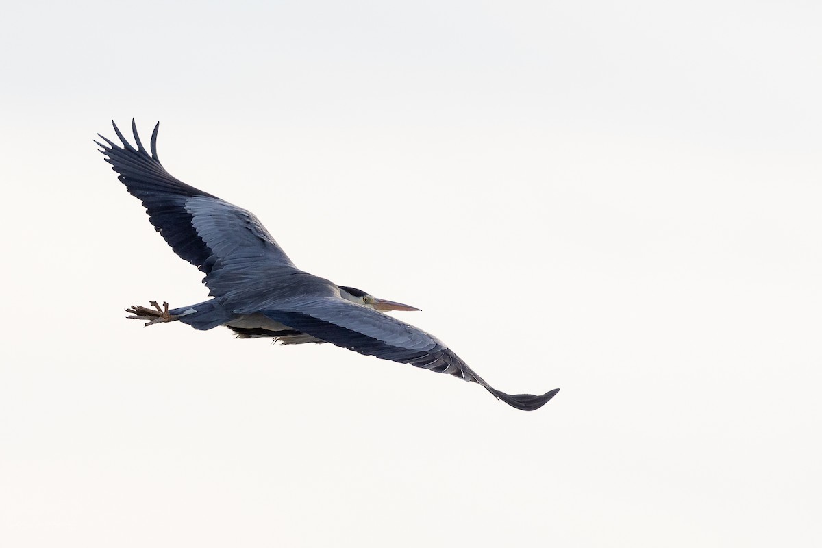 אנפה אפורה - ML614698031