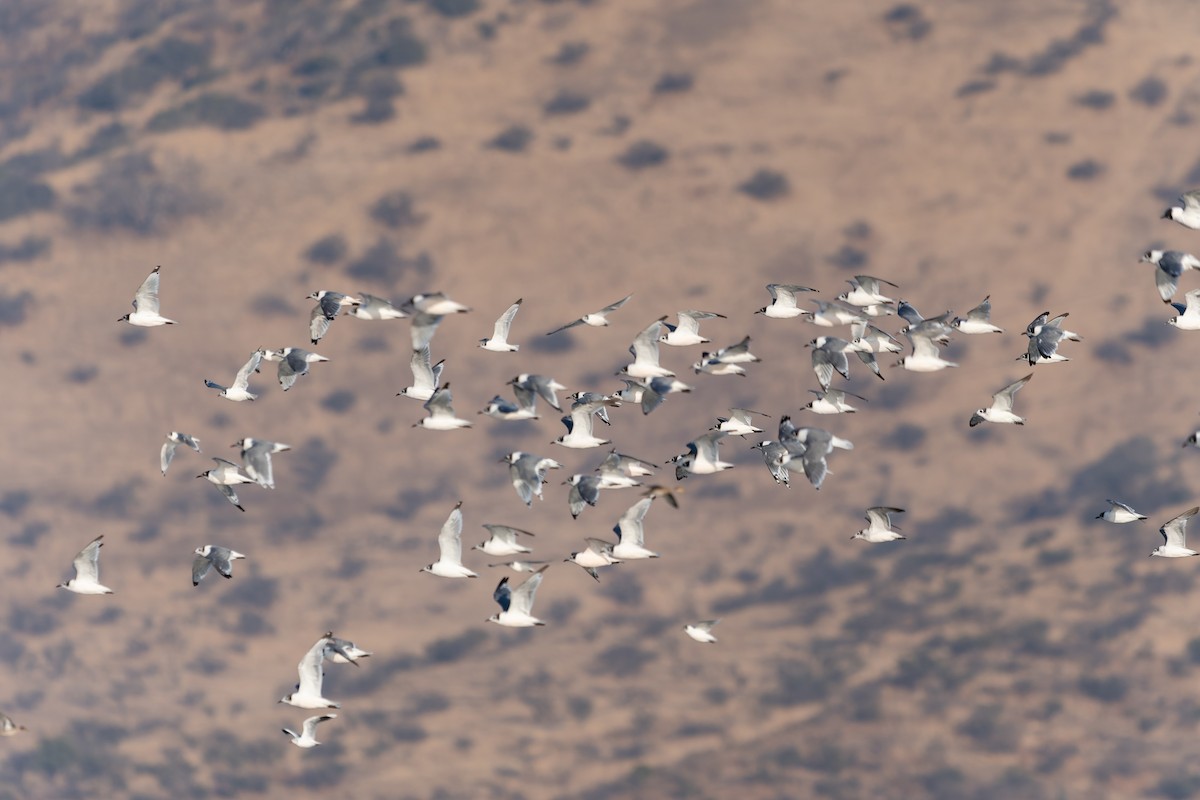 Franklin's Gull - Jorge Ugalde