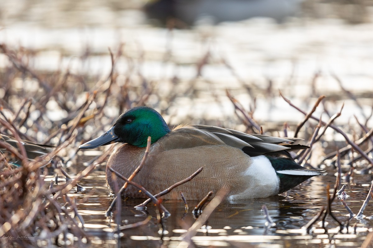 מרית צפונית x ברכיה (בן כלאיים) - ML614698039
