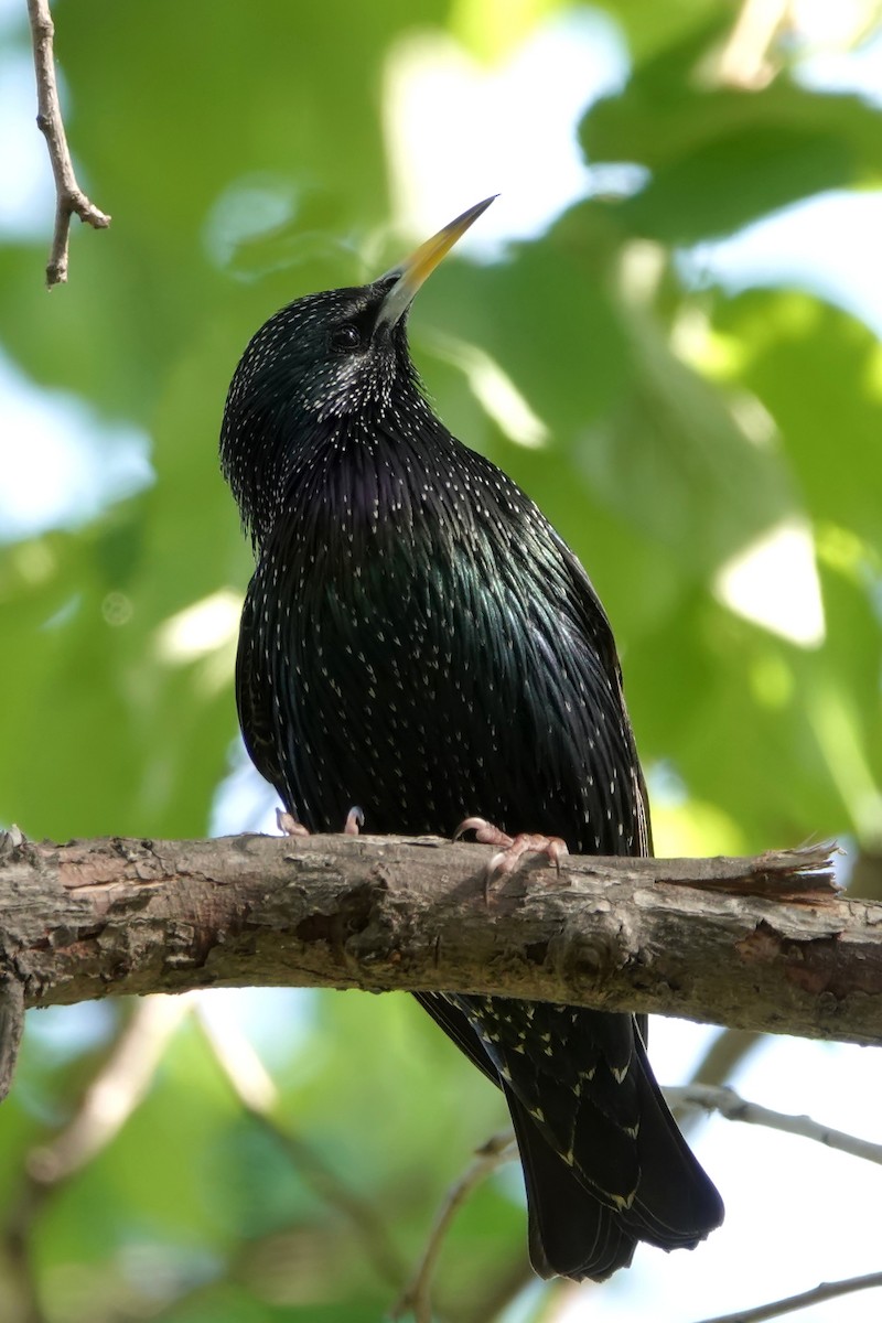 Хар тодол - ML614698057