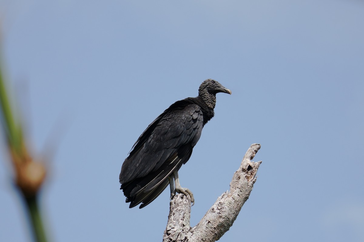Black Vulture - ML614698124