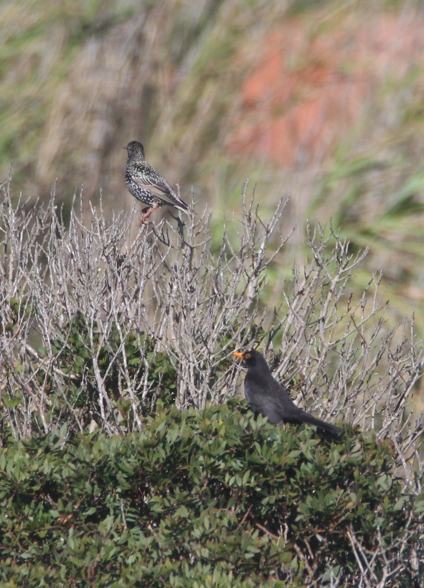 European Starling - ML614698201