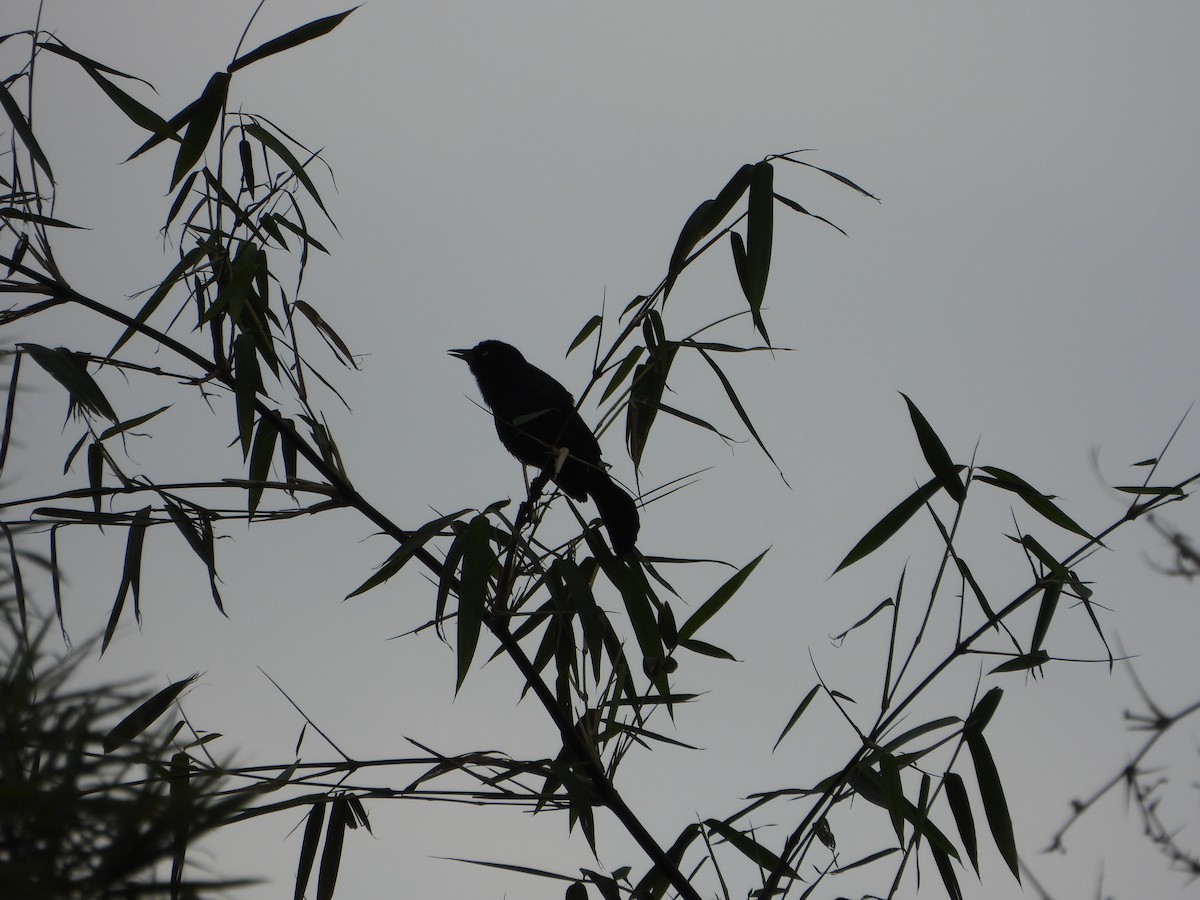 Greater Antillean Grackle - ML614698204