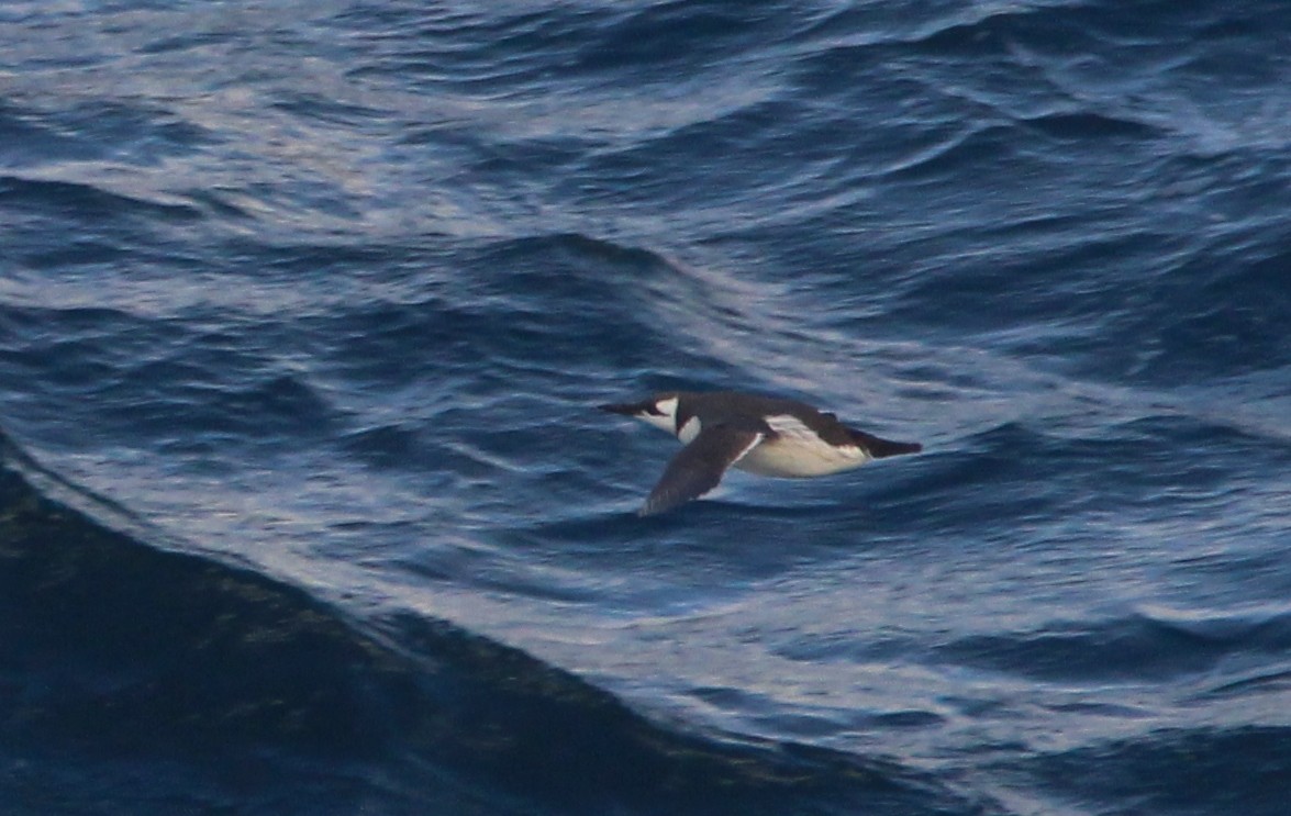 Common Murre - Nelson Fonseca