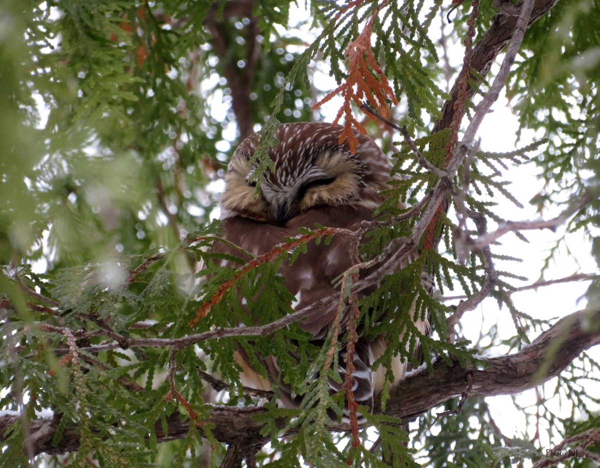 Northern Saw-whet Owl - ML614698335