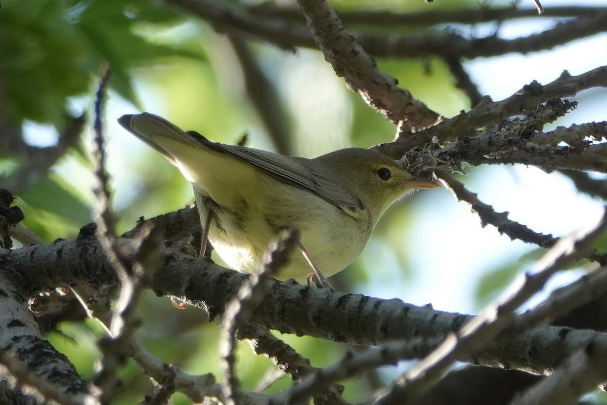 Icterine Warbler - ML614698468
