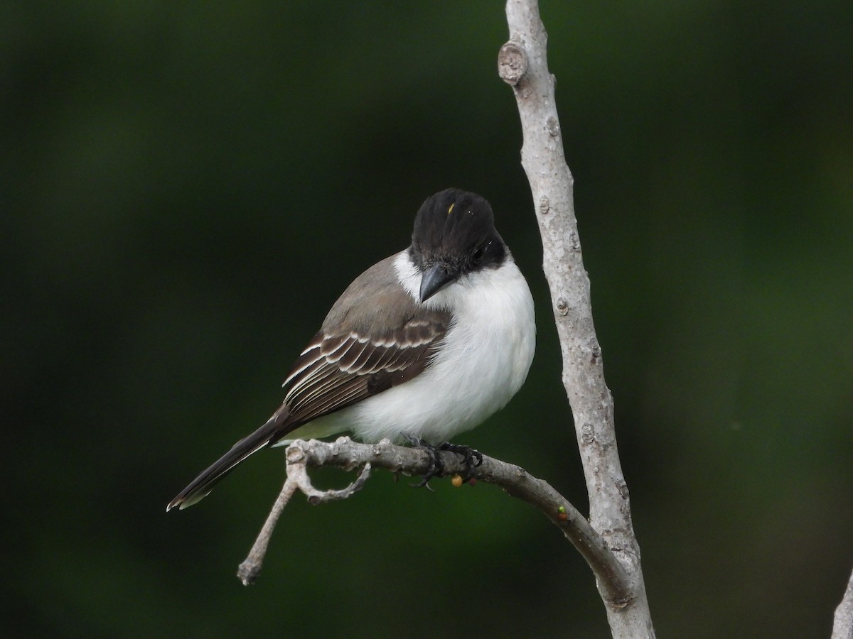 オジロハイイロタイランチョウ（caudifasciatus グループ） - ML614698470