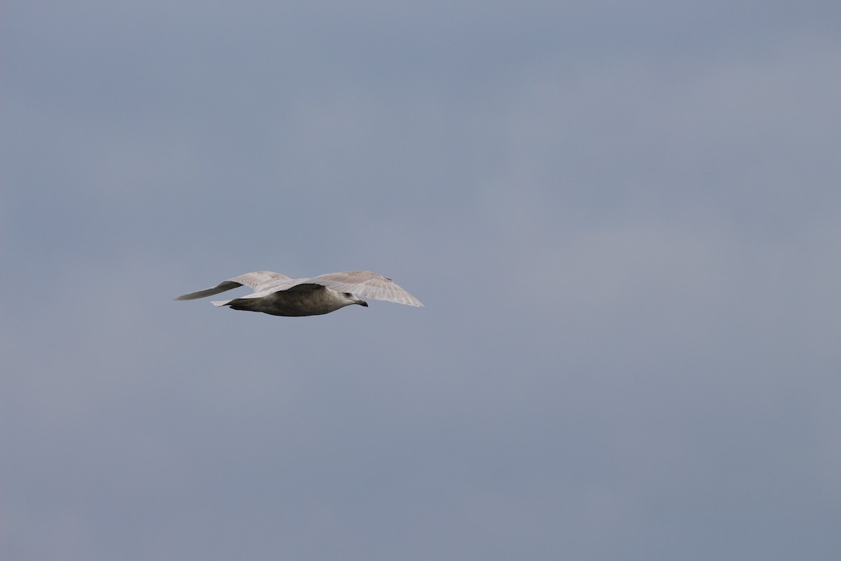 Iceland Gull - ML614698503