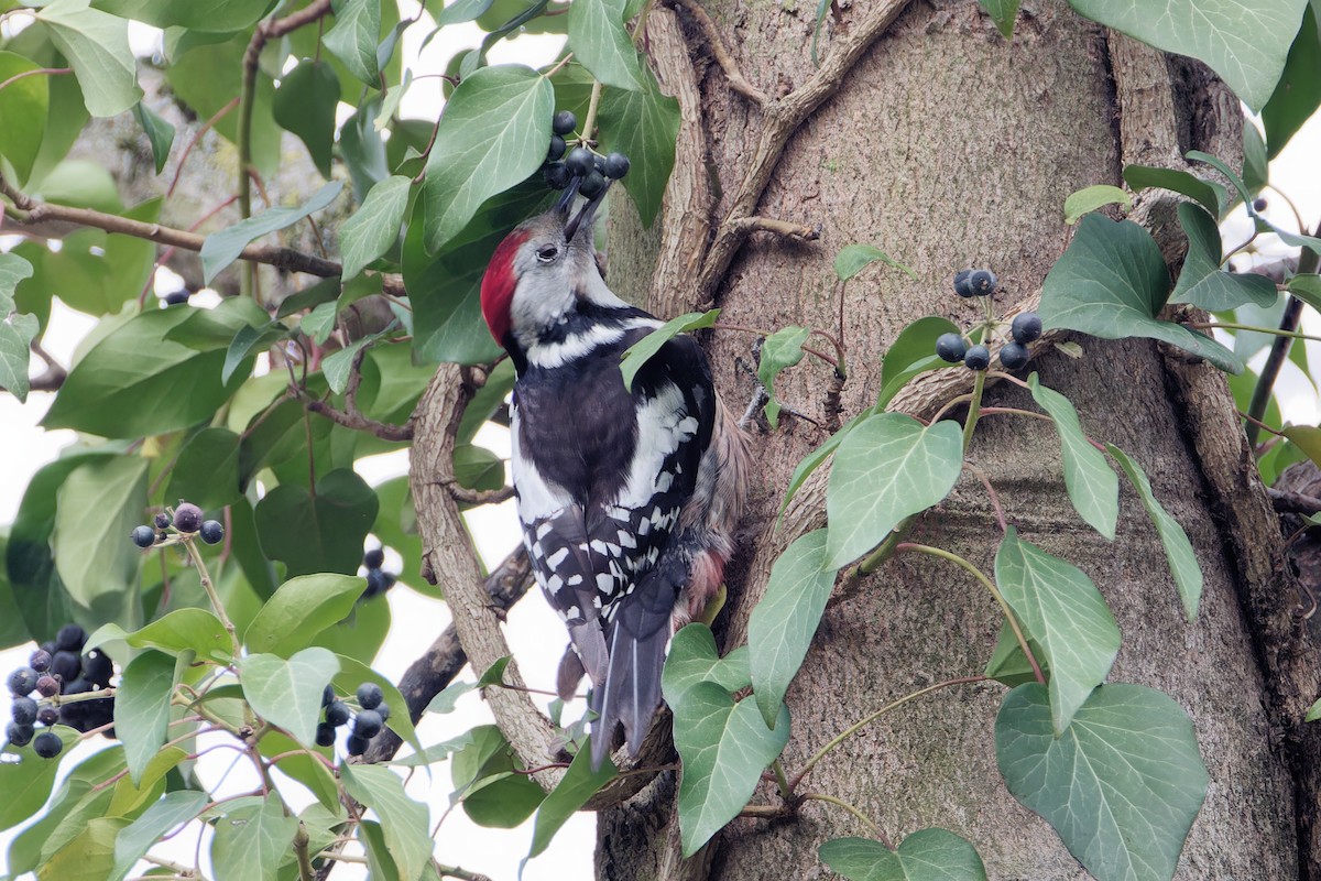 Middle Spotted Woodpecker - ML614698506