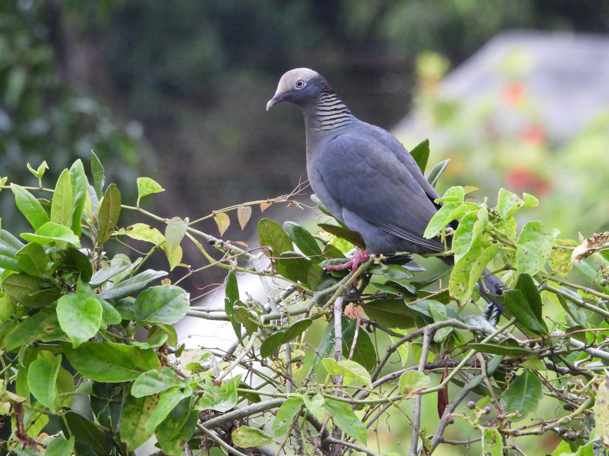 White-crowned Pigeon - ML614698521