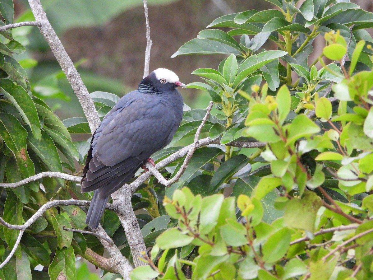 White-crowned Pigeon - ML614698522