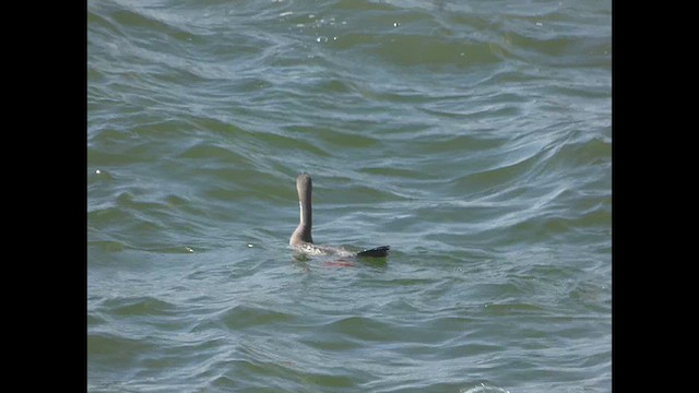 Red-legged Cormorant - ML614698527