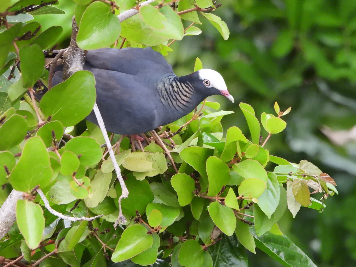 White-crowned Pigeon - ML614698561