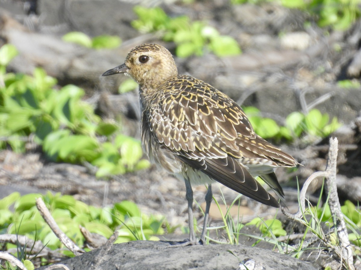 Chorlito Dorado Siberiano - ML614698576