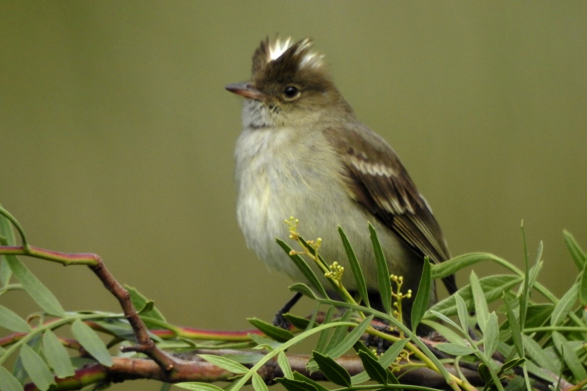 White-crested Elaenia - ML614698599