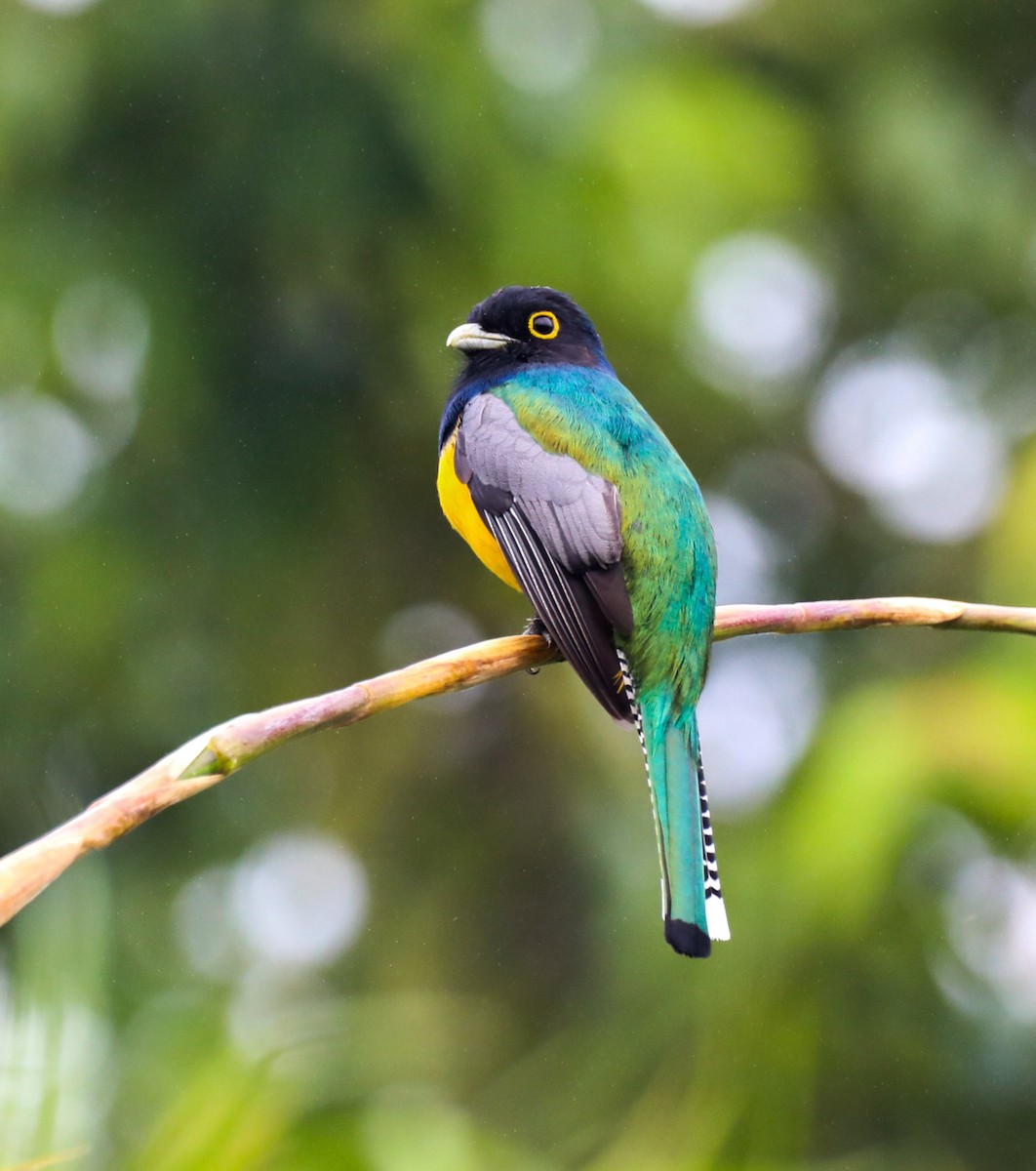 Gartered Trogon - Isaias Morataya