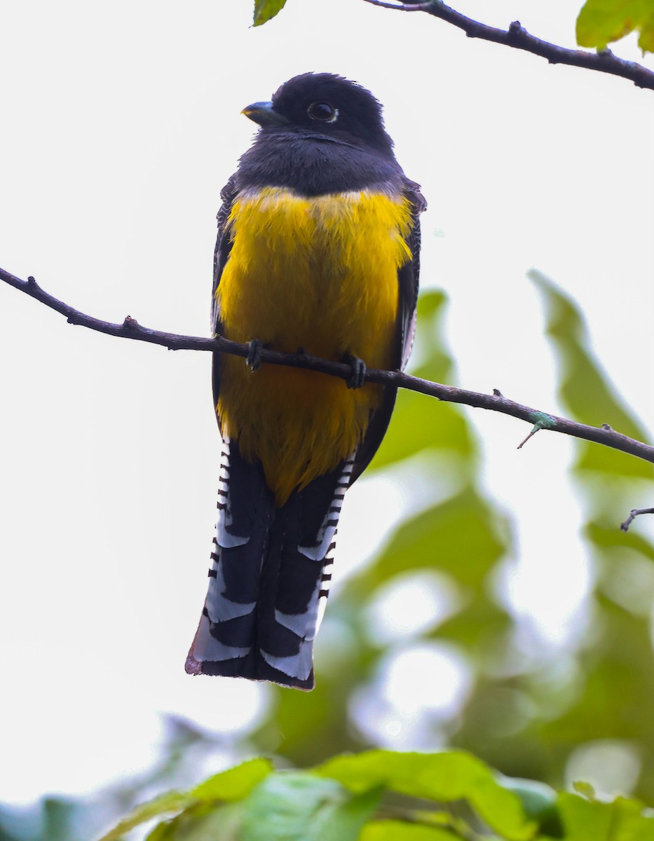 trogon podvazkový - ML614698680