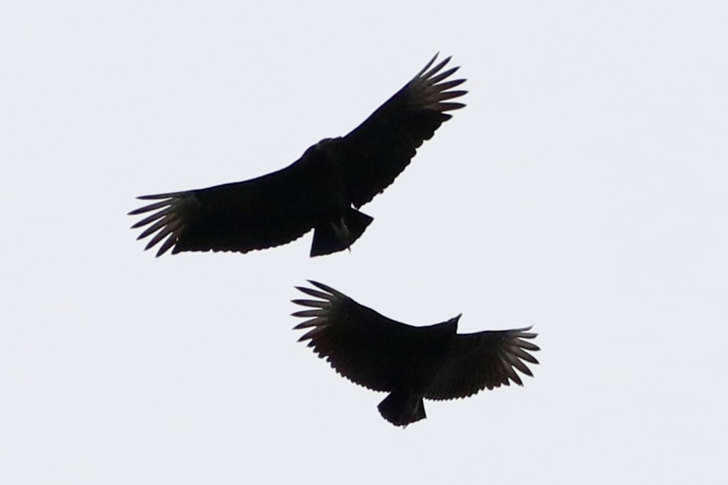 Black Vulture - ML614698711