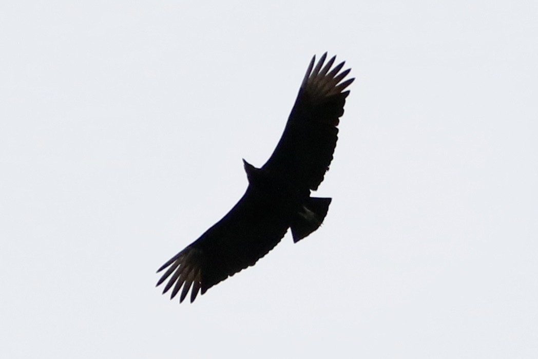 Black Vulture - ML614698713
