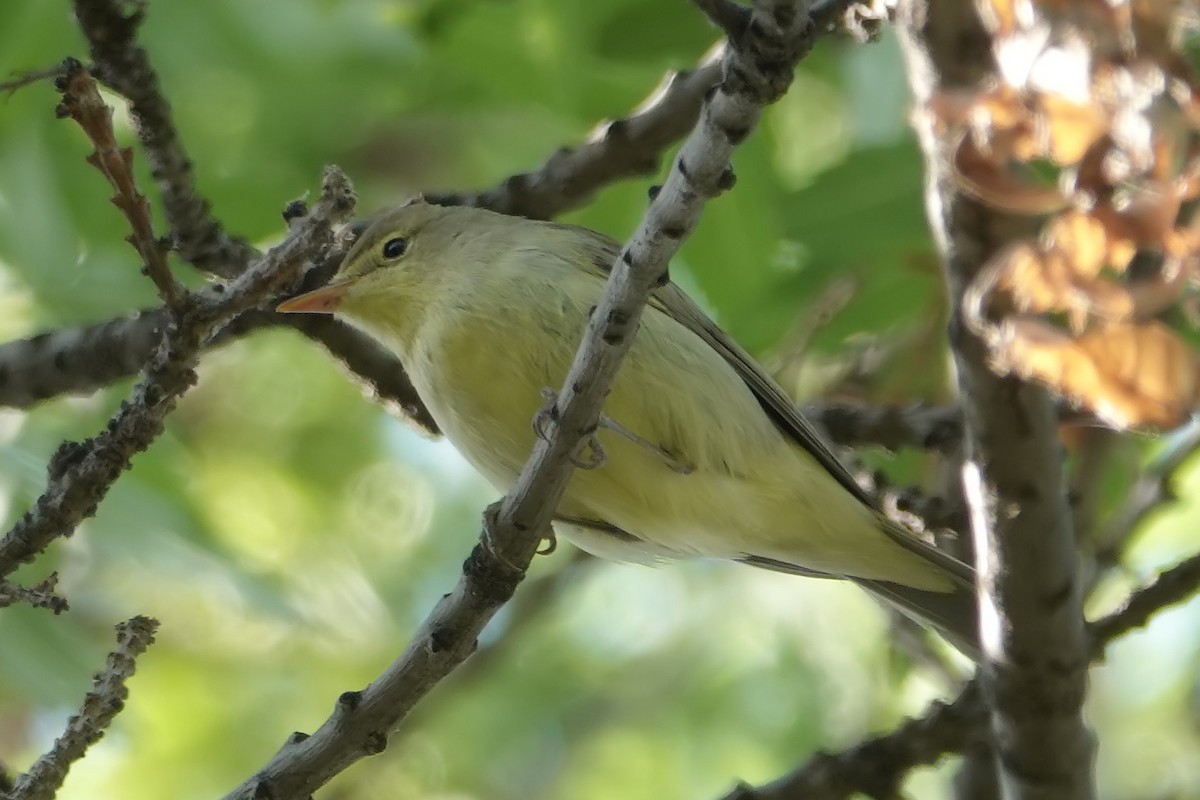 Icterine Warbler - Cédric Mroczko