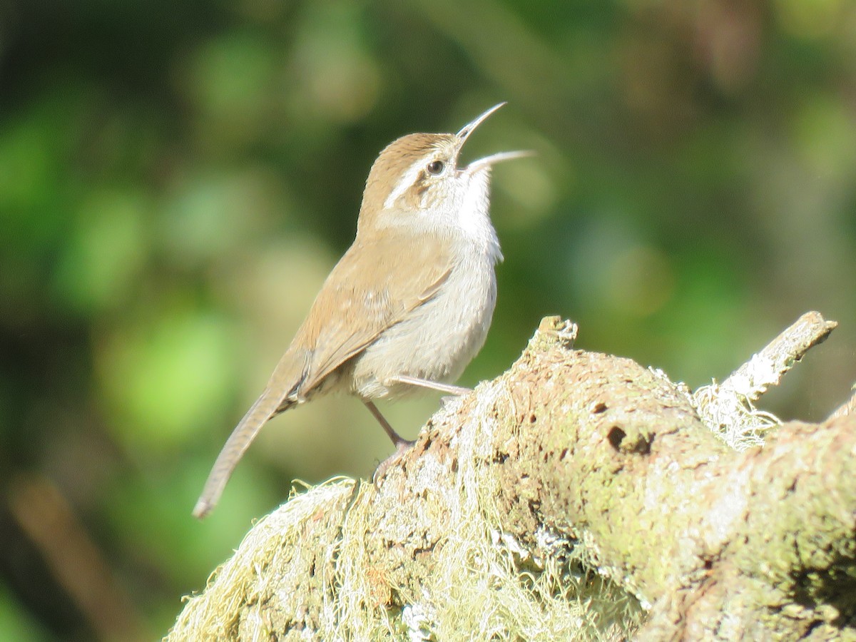 Bewick's Wren - ML614698746