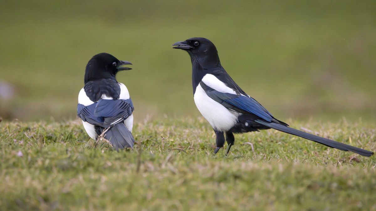 Eurasian Magpie - SONER SABIRLI