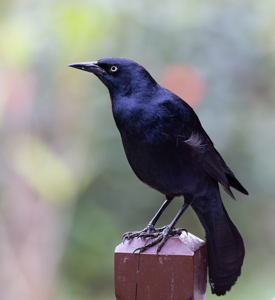 Greater Antillean Grackle - ML614698760