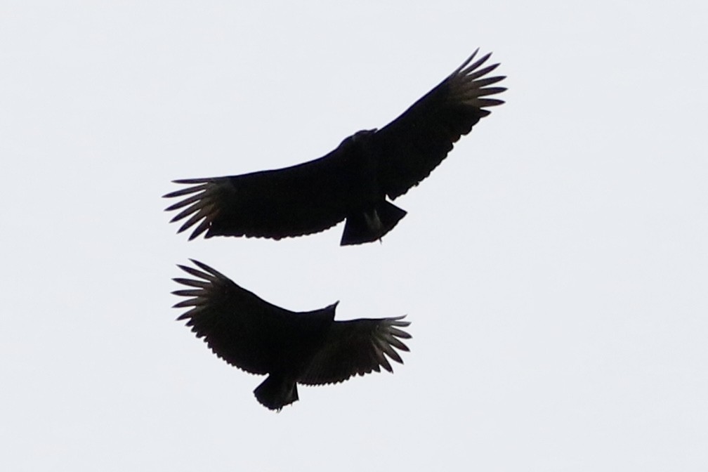 Black Vulture - ML614698761