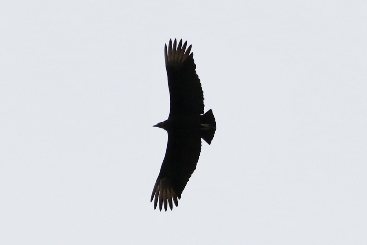 Black Vulture - ML614698762