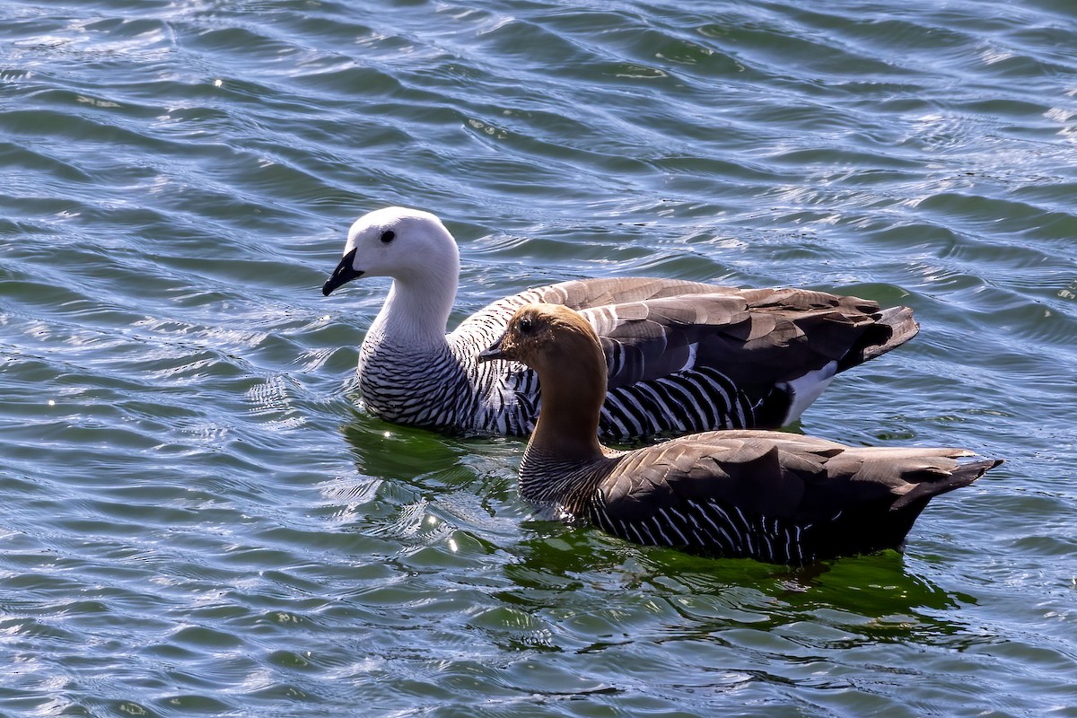 Upland Goose - Martine Stolk